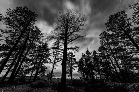 Silhouettes of trees at night under a starry sky
