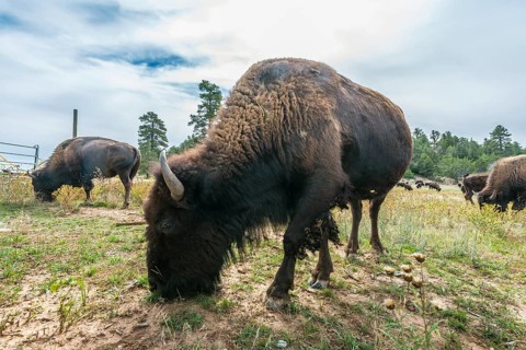 Beefalos