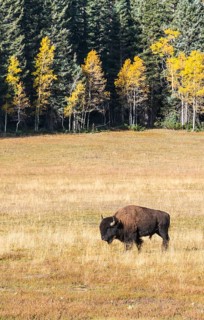 Beefalo