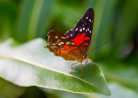 Brown or scarlet peacock (Anartia amathea) on leaf