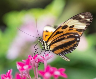 Xanthocles longwing (Heliconius xanthocles) sitting on pink flower
