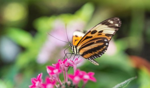 Xanthocles longwing (Heliconius xanthocles) sitting on pink flower