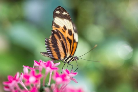 Xanthocles longwing (Heliconius xanthocles) sitting on pink flower