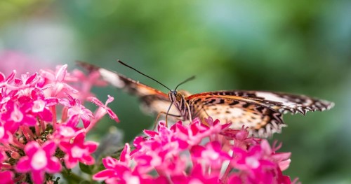 Brown or scarlet peacock (Anartia amathea) on flower