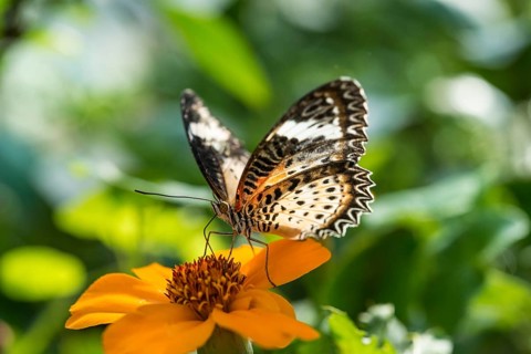 Brown or scarlet peacock (Anartia amathea) on flower
