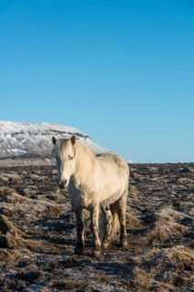 Icelandic horse (Equus przewalskii f. caballus)