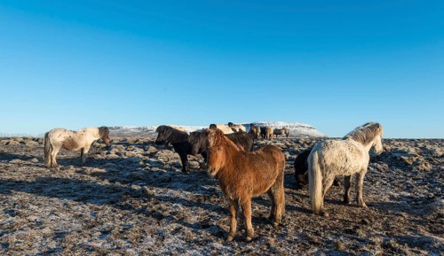 Icelandic horse (Equus przewalskii f. caballus)