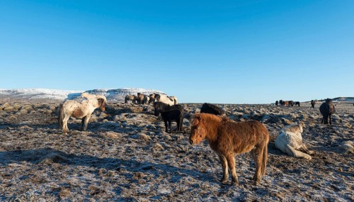 Island horse