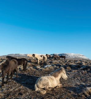 Icelandic horse (Equus przewalskii f. caballus)
