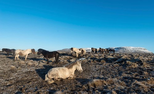 Icelandic horse (Equus przewalskii f. caballus)