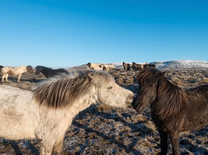 Two Icelandic horses (Equus przewalskii f. caballus)