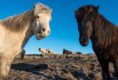 Two Icelandic horses (Equus przewalskii f. caballus)