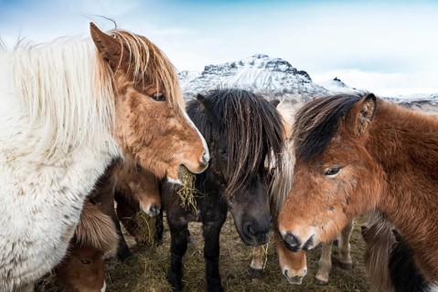 Icelandic horse (Equus przewalskii f. caballus)
