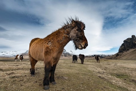 Icelandic horse (Equus przewalskii f. caballus) against dramatic sky