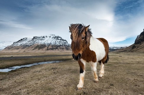 Icelandic horse (Equus przewalskii f. caballus) against dramatic sky