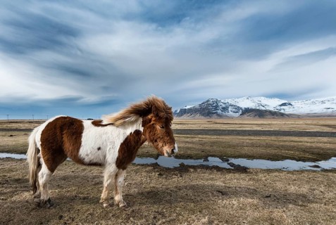 Icelandic horse (Equus przewalskii f. caballus) against dramatic sky