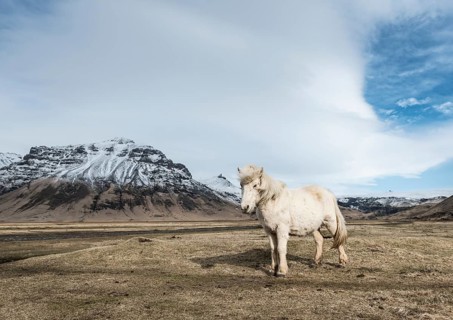 Icelandic horse (Equus przewalskii f. caballus) against dramatic sky