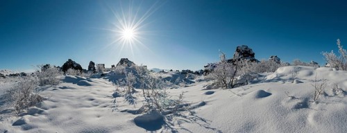 Sun shining on snowy bushes