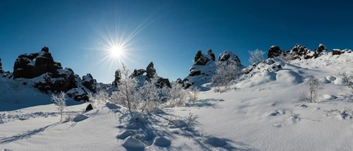 Sun shining on snowy bushes