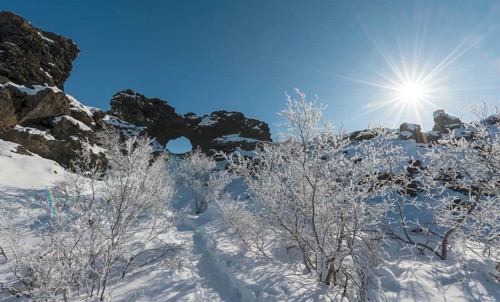 Sun shining on snowy bushes