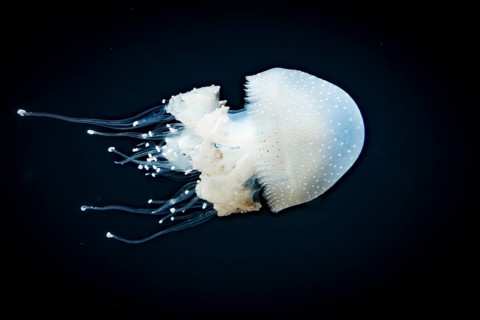 Jellyfish with white dots