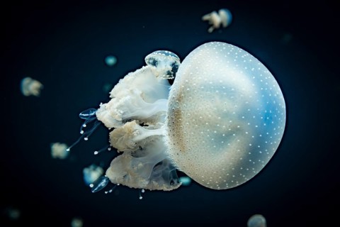 Jellyfish with white dots