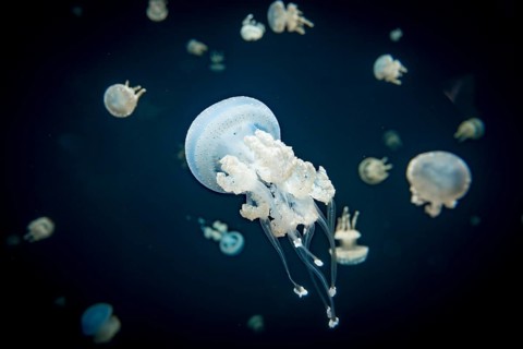 Jellyfish with white dots