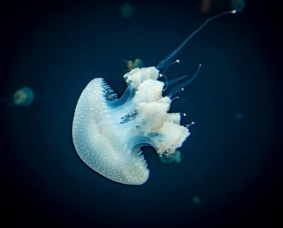 Jellyfish with white dots