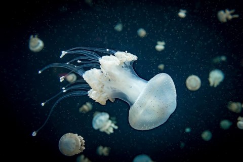 Jellyfish with white dots