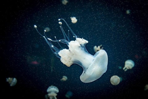 Jellyfish with white dots