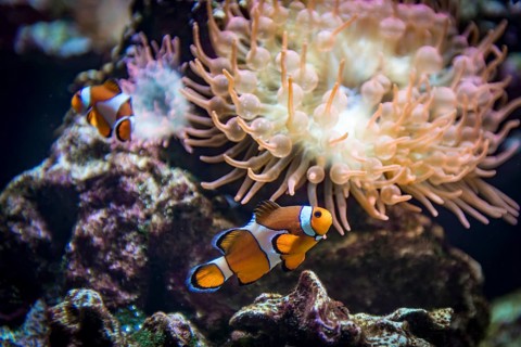 False percula clownfish (Amphiprion ocellaris) in front of a bubble-tip anemone (Entacmea quadricolor)