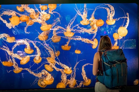 Visitor in front of an aquarium with Japanese sea nettle (Chrysaora pacifica)