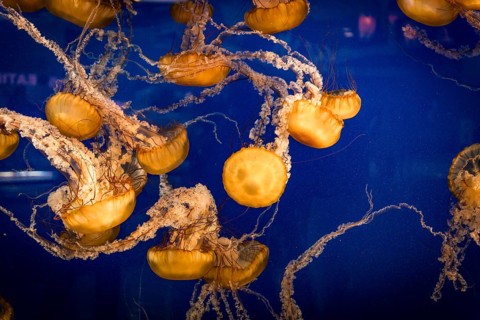 Japanese sea nettles (Chrysaora pacifica)