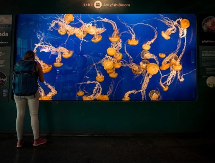 Visitor in front of an aquarium with Japanese sea nettle (Chrysaora pacifica)