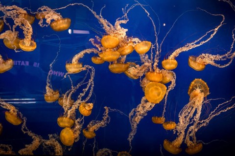 Japanese sea nettles (Chrysaora pacifica)