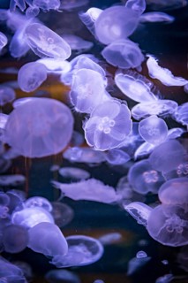 Many transparent Common jellyfishes (Aurelia aurita) in an aquarium