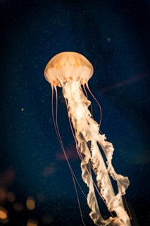 Japanese sea nettle (Chrysaora pacifica)