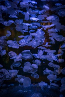Many transparent Common jellyfishes (Aurelia aurita) in an aquarium