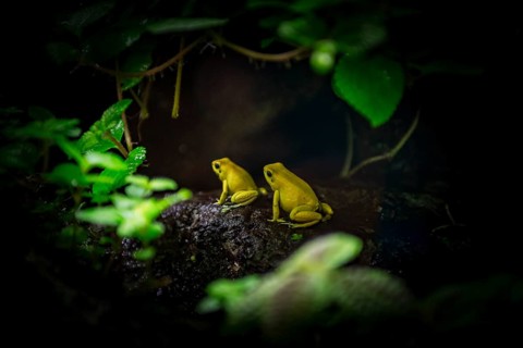 Terrible arrow poison frogs (Phyllobates terribilis)