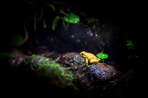 Golden poison frog (Phyllobates terribilis)