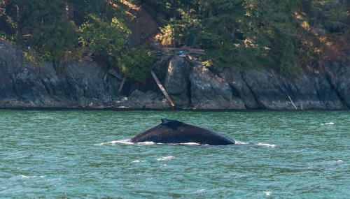 Dorsal fin