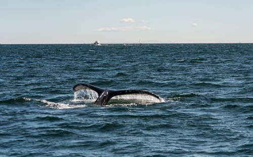 Humpback whale (Megaptera novaeangliae)