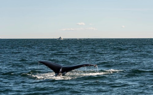 Humpback whale (Megaptera novaeangliae)