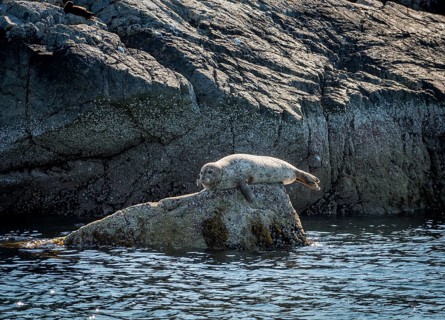 Harbor seal (Phoca vitulina) lies on a rock by the water
