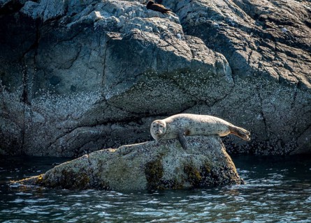 Harbor seal (Phoca vitulina) lies on a rock by the water