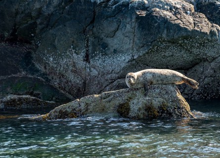 Harbor seal (Phoca vitulina) lies on a rock