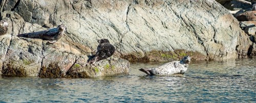 Three Pinnipeds (Pinnipedia) lying on a rock