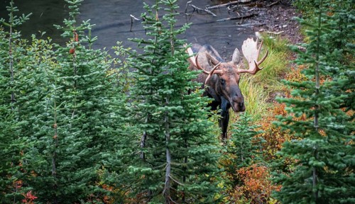 Elk (Alces alces) looks through trees