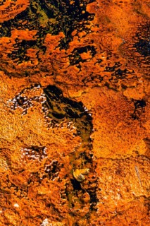 Yellow bacteria and algae in a hot spring at Black Sand Basin and Biscuit Basin