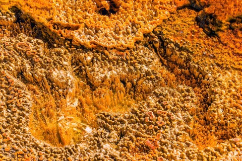 Yellow bacteria in a hot spring at Black Sand Basin and Biscuit Basin